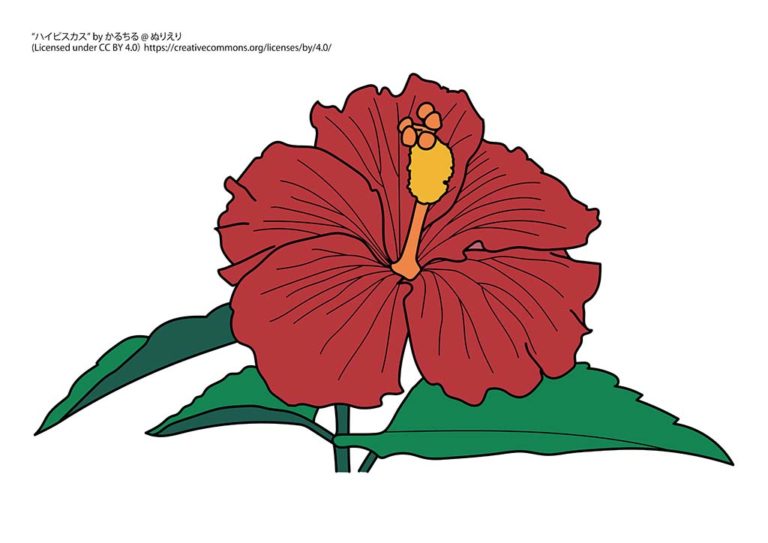 日光に強い植物 - ハイビスカスまたはハイビスカス