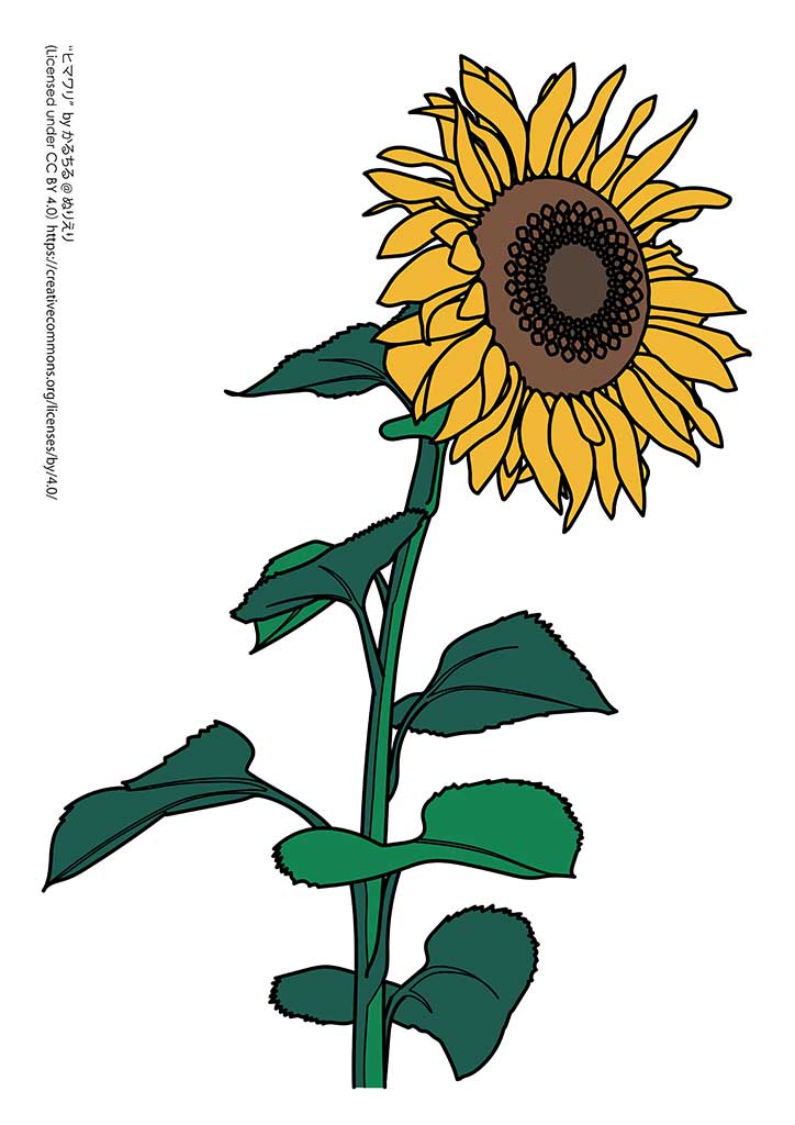 ヒマワリ 植物の塗り絵 ぬりえり