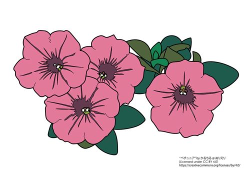 テラス用屋外植物 - ペチュニア