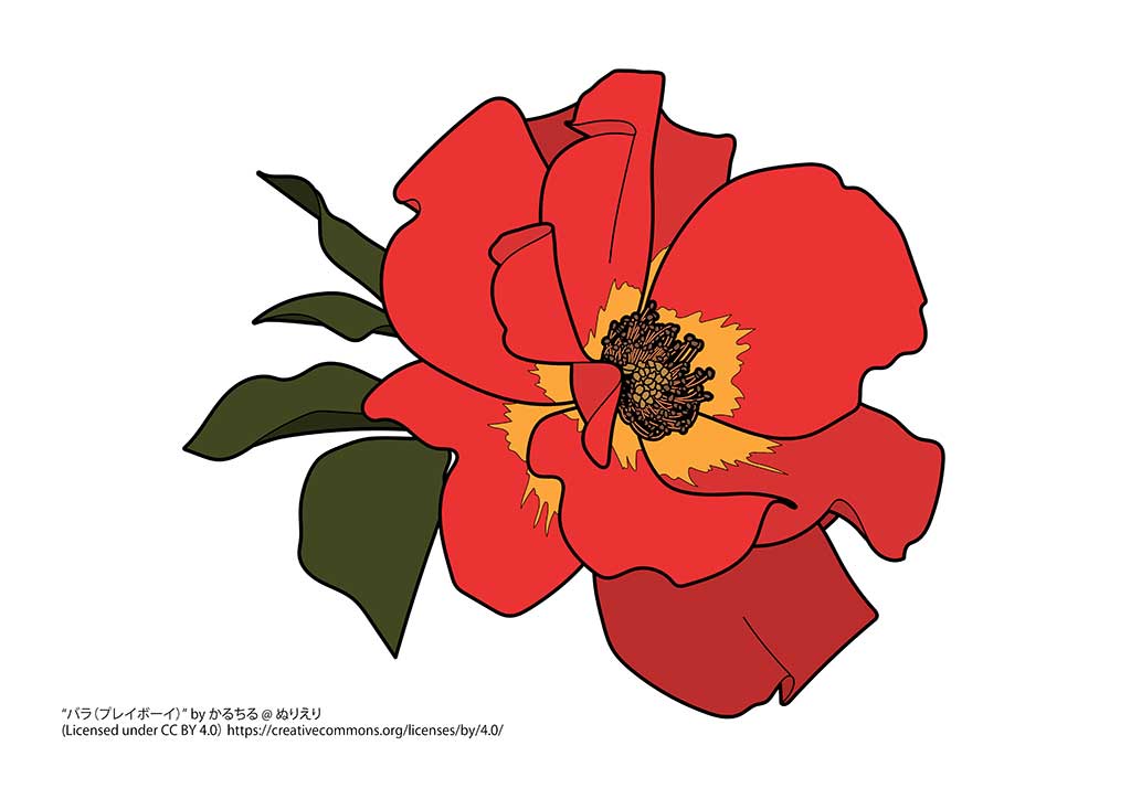 バラ プレイボーイ 植物の塗り絵 ぬりえり