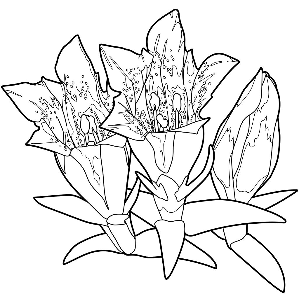 リンドウ | 植物の塗り絵 | ぬりえり