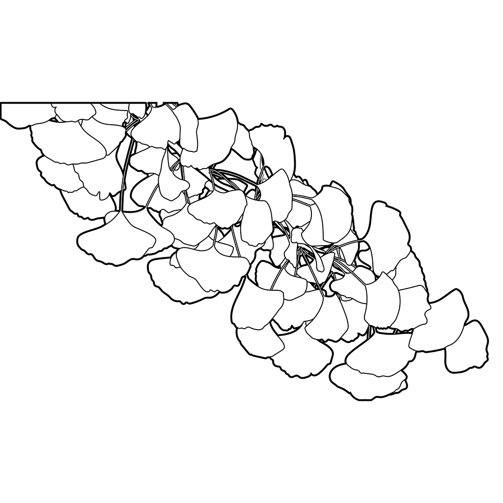 イチョウ：黒線バージョン