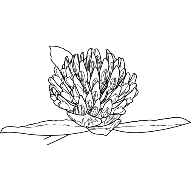 ラッパスイセン | 植物の塗り絵 | ぬりえり