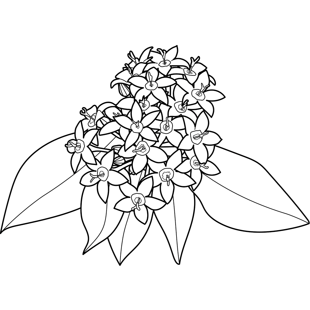 ペンタス | 植物の塗り絵 | ぬりえり