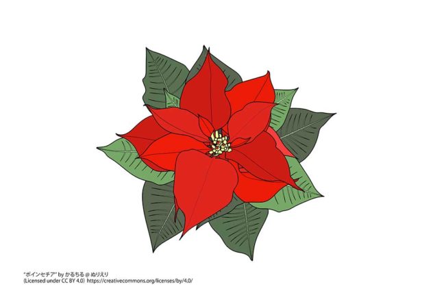 ロックローズ植物:手入れと特徴 - ロックローズ植物の気候