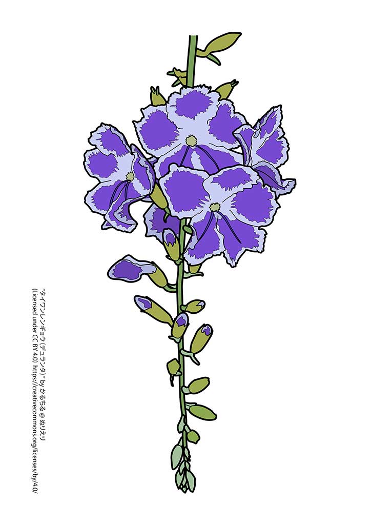 タイワンレンギョウ デュランタ 植物の塗り絵 ぬりえり タイワンレンギョウ デュランタ 植物の塗り絵 ぬりえり