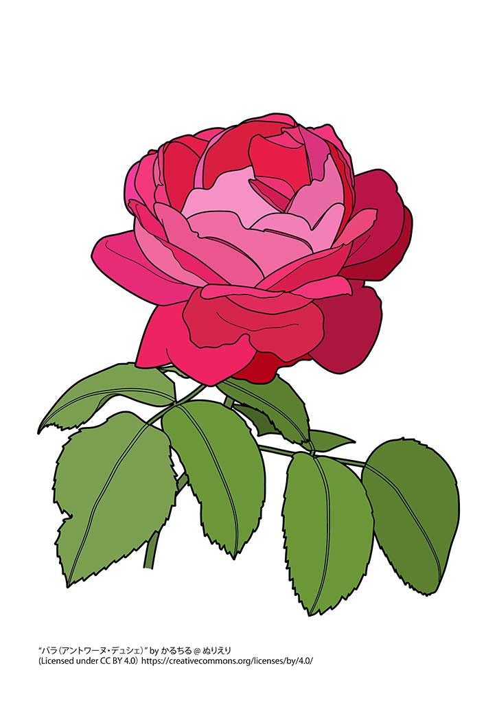 バラ アントワーヌ デュシェ 植物の塗り絵 ぬりえり バラ アントワーヌ デュシェ 植物の塗り絵 ぬりえり