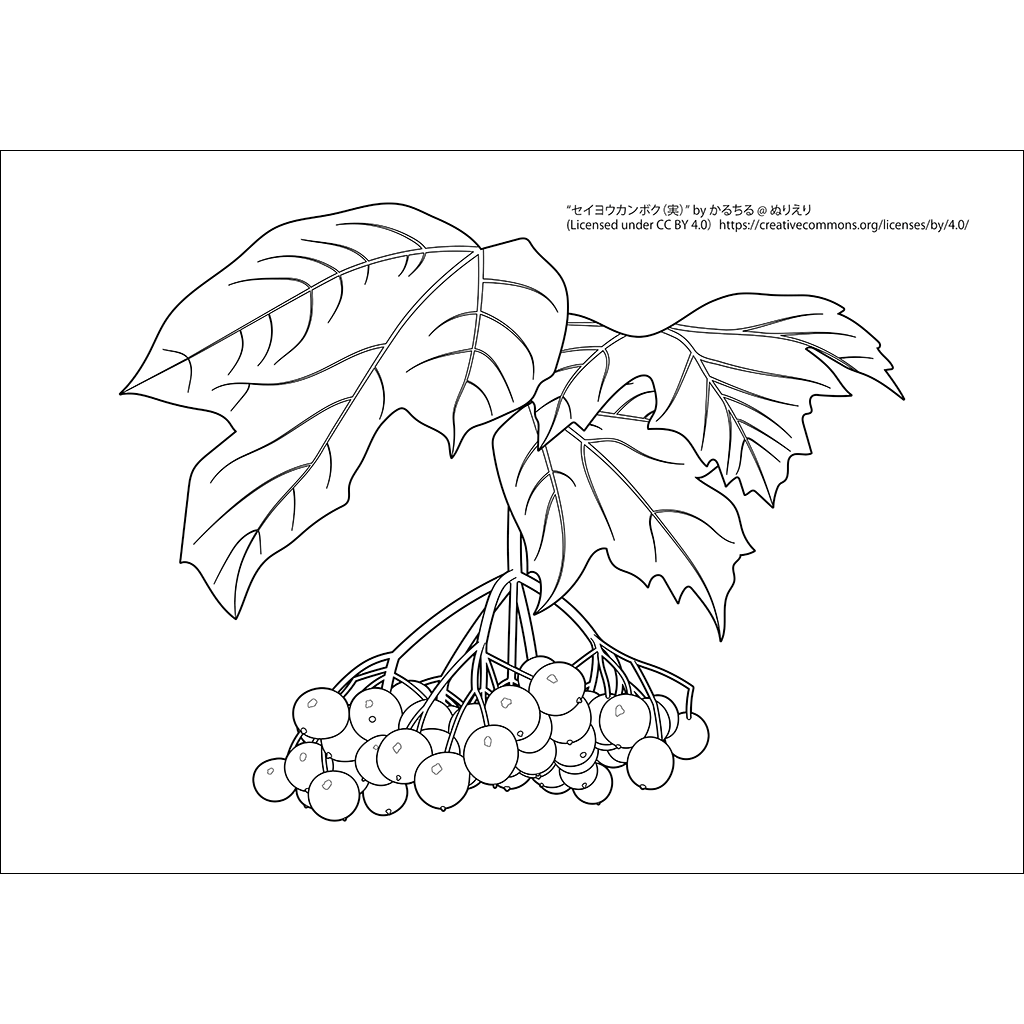 セイヨウカンボク(実) 植物の塗り絵 ぬりえり