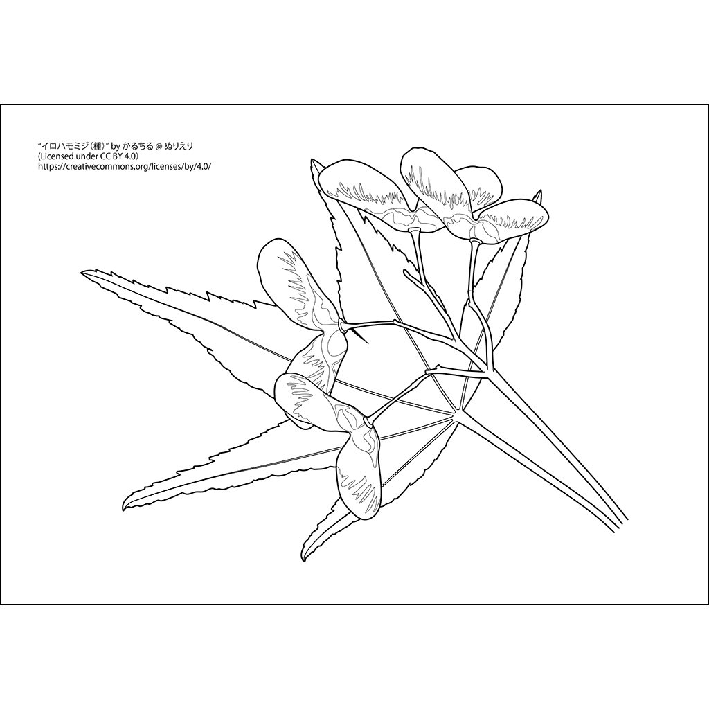 イロハモミジ（種）：黒線タイプ