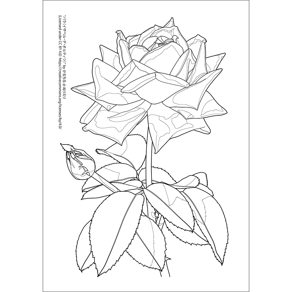 バラ（イザベル・デ・オルティツ） 植物の塗り絵 ぬりえり
